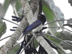 Cyanocorax cristatellus