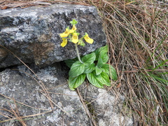 Calceolaria parviflora