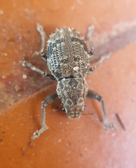 Pantomorus postfasciatus