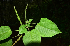 Acalypha diversifolia