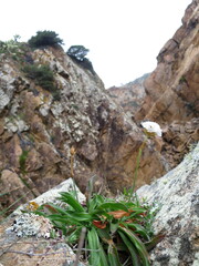 Armeria pseudarmeria