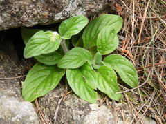 Calceolaria parviflora