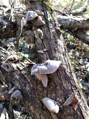 Auricularia auricula-judae