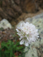 Armeria pseudarmeria