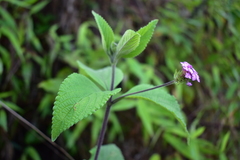 Lantana viscosa