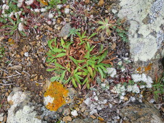 Armeria pseudarmeria
