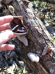 Auricularia auricula-judae