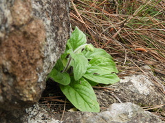 Calceolaria parviflora