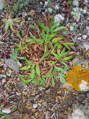 Armeria pseudarmeria