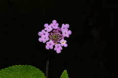 Lantana viscosa