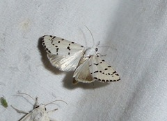 Grotella binda