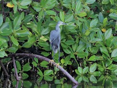 Egretta garzetta dimorpha