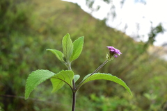 Lantana viscosa