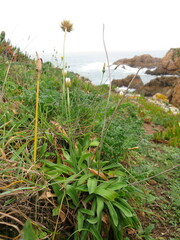 Armeria pseudarmeria