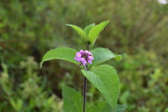 Lantana viscosa