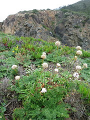 Armeria pseudarmeria