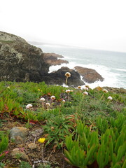 Armeria pseudarmeria