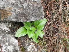 Calceolaria parviflora