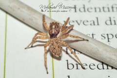 Menemerus semilimbatus