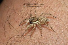 Menemerus semilimbatus