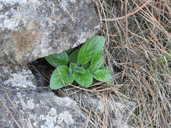Calceolaria parviflora