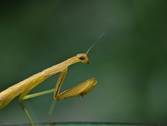 Eumusonia