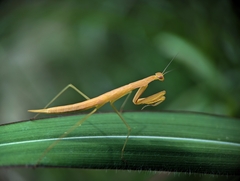 Eumusonia