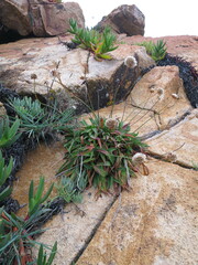 Armeria pseudarmeria