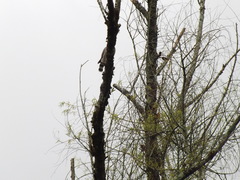 Rupornis magnirostris