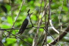 Chlorestes candida candida