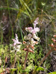 Lachenalia variegata
