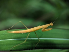 Eumusonia