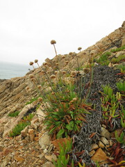 Armeria pseudarmeria