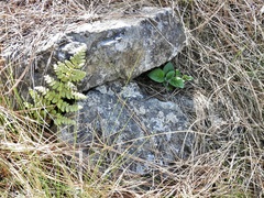 Calceolaria parviflora