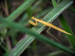 Eumusonia