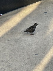 Sturnus vulgaris