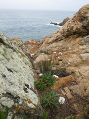 Armeria pseudarmeria