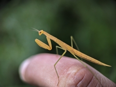Eumusonia