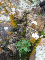 Armeria pseudarmeria
