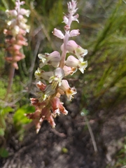Lachenalia variegata