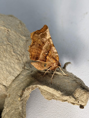 Selenia dentaria