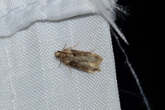 Chionodes mediofuscella