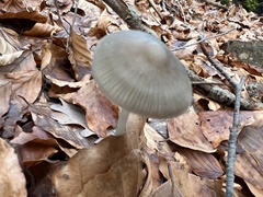 Mycena crocata