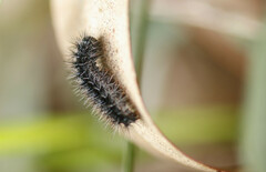 Coscinia chrysocephala