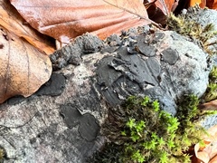 Biscogniauxia nummularia