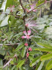 Calliandra selloi