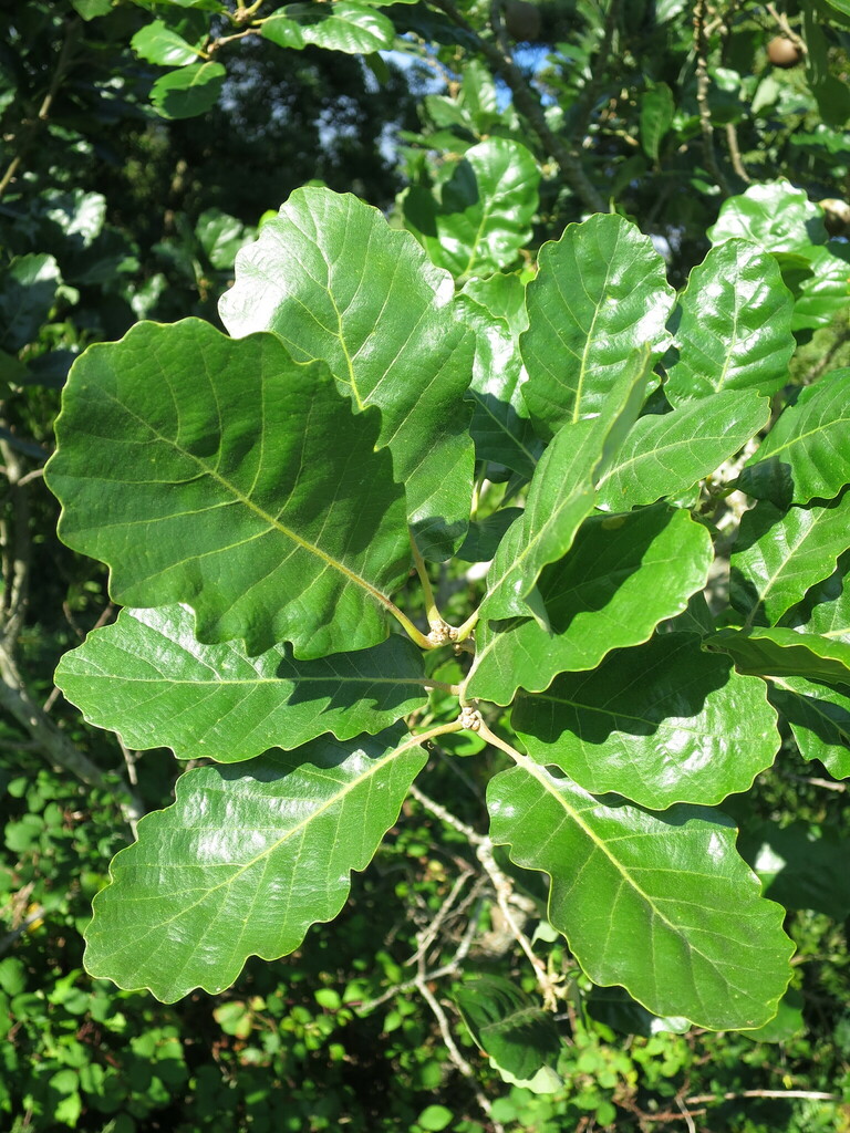 Galliferae