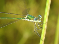 Lestes virens vestalis