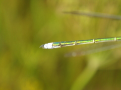 Lestes virens vestalis