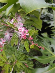 Calliandra selloi